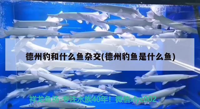 德州豹和什么魚雜交(德州豹魚是什么魚)