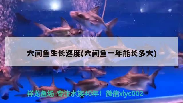 六間魚生長速度(六間魚一年能長多大) 觀賞魚