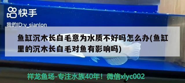 魚缸沉木長白毛意為水質(zhì)不好嗎怎么辦(魚缸里的沉木長白毛對魚有影響嗎)