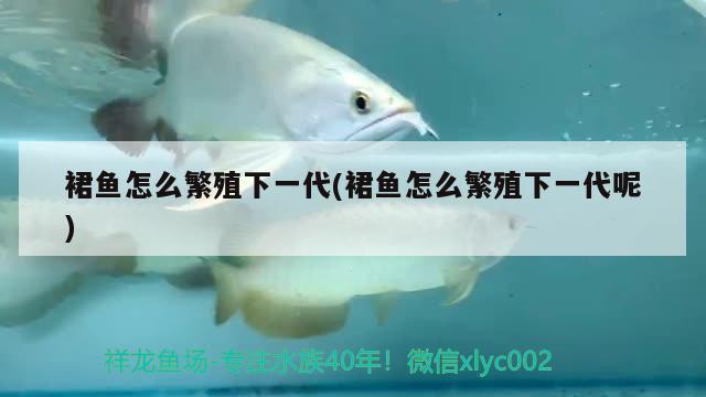 裙魚怎么繁殖下一代(裙魚怎么繁殖下一代呢)