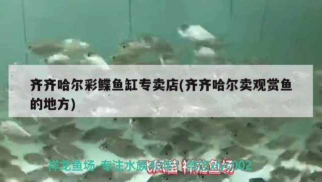 齊齊哈爾彩鰈魚缸專賣店(齊齊哈爾賣觀賞魚的地方)