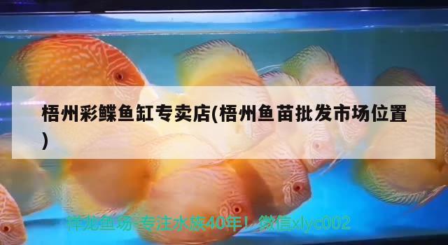 梧州彩鰈魚(yú)缸專賣店(梧州魚(yú)苗批發(fā)市場(chǎng)位置) 彩鰈魚(yú)缸（彩蝶魚(yú)缸）