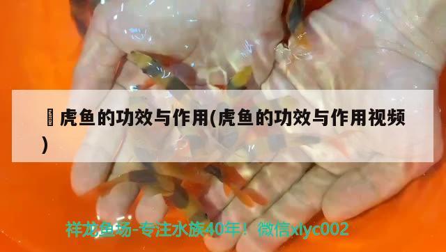 鰕虎魚的功效與作用(虎魚的功效與作用視頻)