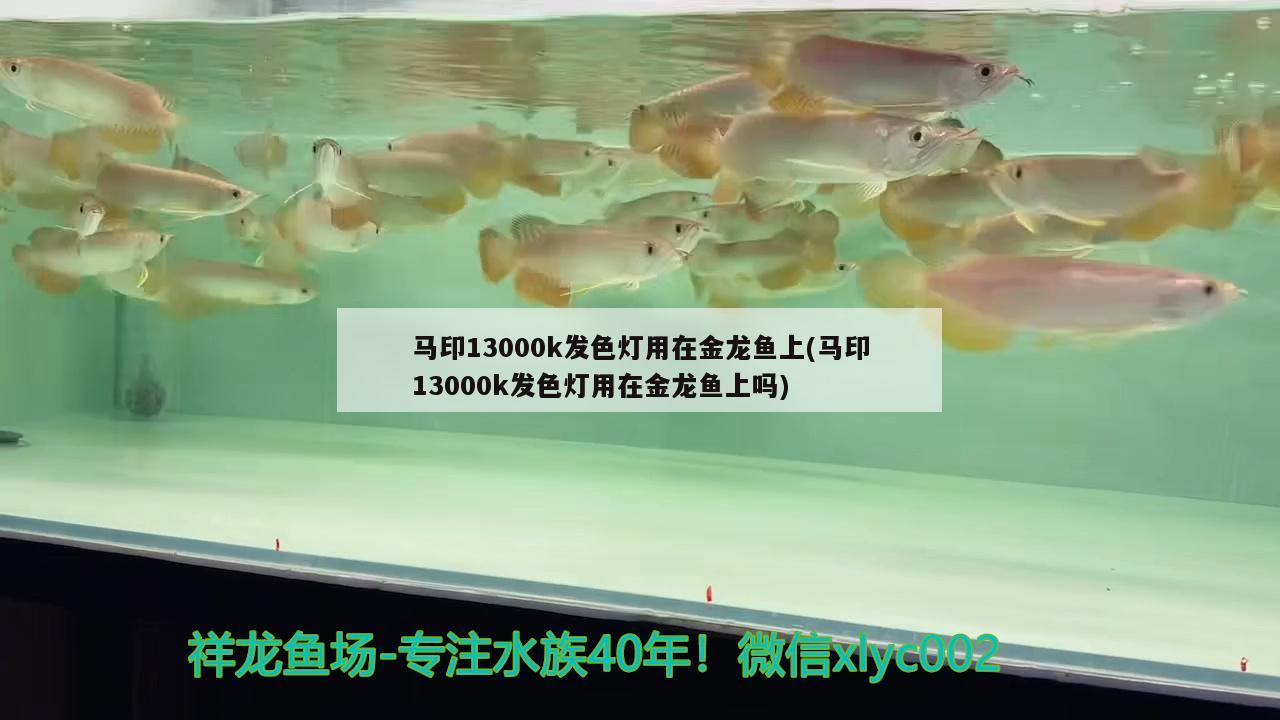 馬印13000k發(fā)色燈用在金龍魚上(馬印13000k發(fā)色燈用在金龍魚上嗎)