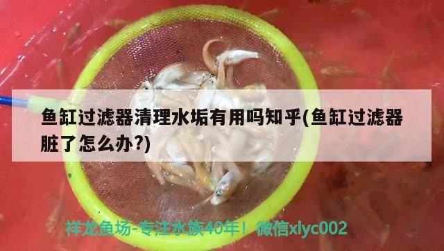 魚缸過濾器清理水垢有用嗎知乎(魚缸過濾器臟了怎么辦?) 蘇虎苗（蘇門答臘虎魚苗）