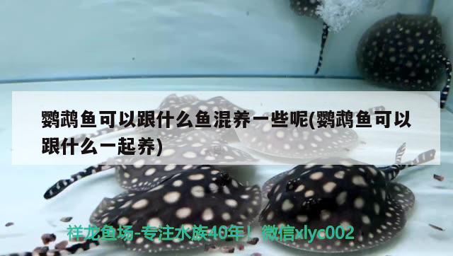 鸚鵡魚可以跟什么魚混養(yǎng)一些呢(鸚鵡魚可以跟什么一起養(yǎng)) 鸚鵡魚