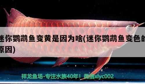 迷你鸚鵡魚變黃是因?yàn)樯?迷你鸚鵡魚變色的原因) 鸚鵡魚