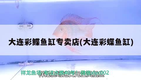 大連彩鰈魚缸專賣店(大連彩蝶魚缸) 彩鰈魚缸（彩蝶魚缸）