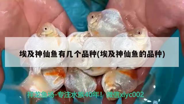 埃及神仙魚有幾個(gè)品種(埃及神仙魚的品種)