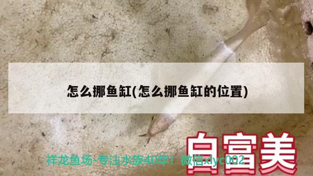 怎么挪魚缸(怎么挪魚缸的位置) 過背金龍魚