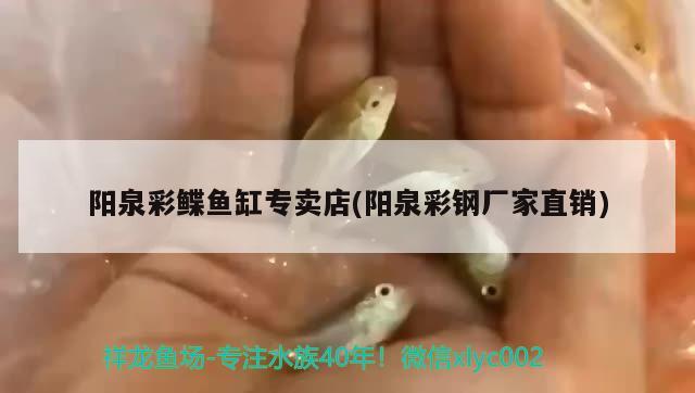 陽泉彩鰈魚缸專賣店(陽泉彩鋼廠家直銷) 彩鰈魚缸（彩蝶魚缸）