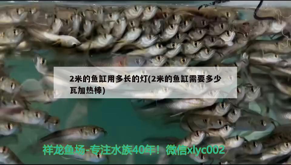 2米的魚缸用多長的燈(2米的魚缸需要多少瓦加熱棒) 巴西亞魚苗