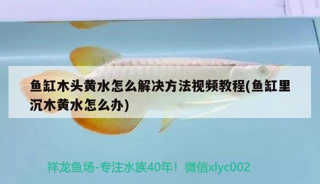 魚缸木頭黃水怎么解決方法視頻教程(魚缸里沉木黃水怎么辦)