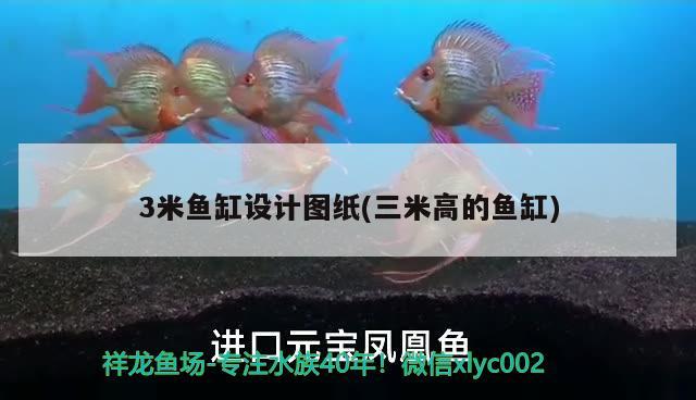 3米魚缸設(shè)計(jì)圖紙(三米高的魚缸)