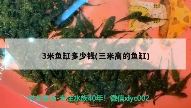 3米魚缸多少錢(三米高的魚缸) 魚缸定做