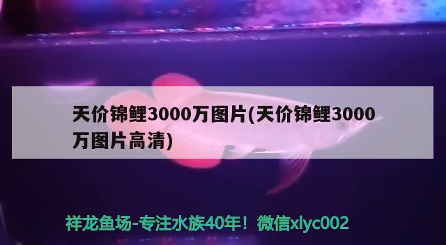 天價錦鯉3000萬圖片(天價錦鯉3000萬圖片高清)