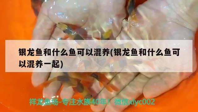 銀龍魚和什么魚可以混養(yǎng)(銀龍魚和什么魚可以混養(yǎng)一起) 銀龍魚