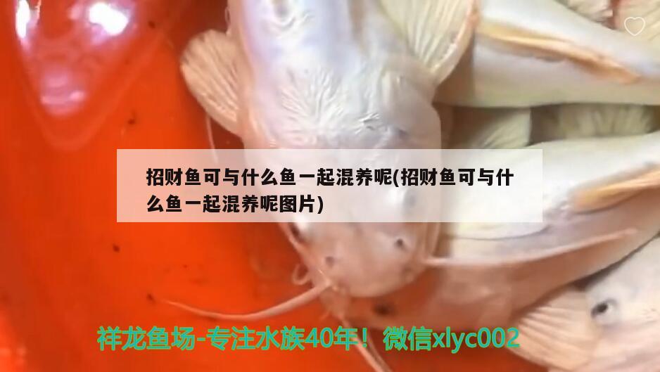 招財魚可與什么魚一起混養(yǎng)呢(招財魚可與什么魚一起混養(yǎng)呢圖片) 觀賞魚