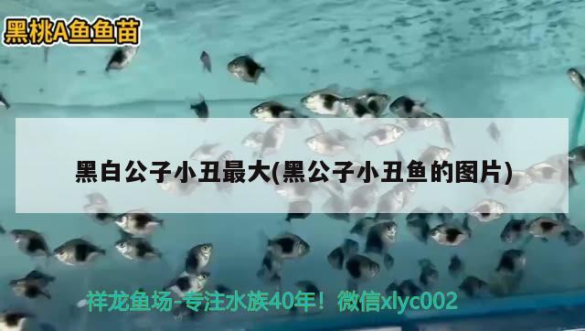 黑白公子小丑最大(黑公子小丑魚的圖片) 海水魚