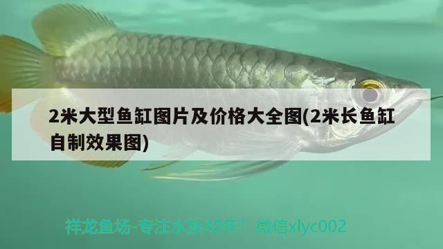 2米大型魚缸圖片及價格大全圖(2米長魚缸自制效果圖)