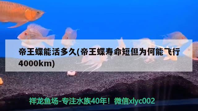 帝王蝶能活多久(帝王蝶壽命短但為何能飛行4000km)