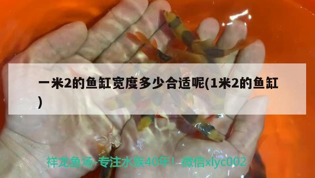 一米2的魚缸寬度多少合適呢(1米2的魚缸) 黃金斑馬魚