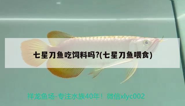 七星刀魚吃飼料嗎?(七星刀魚喂食) 觀賞魚