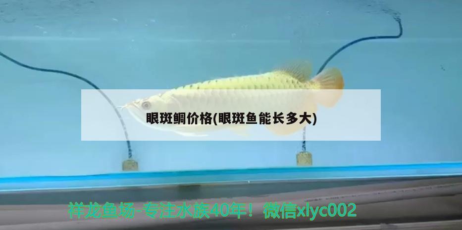 眼斑鯛價(jià)格(眼斑魚能長(zhǎng)多大) 眼斑魚