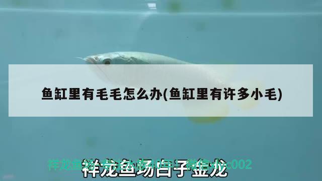 魚缸里有毛毛怎么辦(魚缸里有許多小毛)