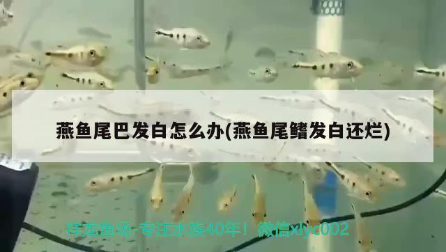 燕魚尾巴發(fā)白怎么辦(燕魚尾鰭發(fā)白還爛) 觀賞魚