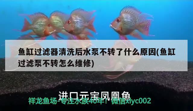 魚缸過(guò)濾器清洗后水泵不轉(zhuǎn)了什么原因(魚缸過(guò)濾泵不轉(zhuǎn)怎么維修)