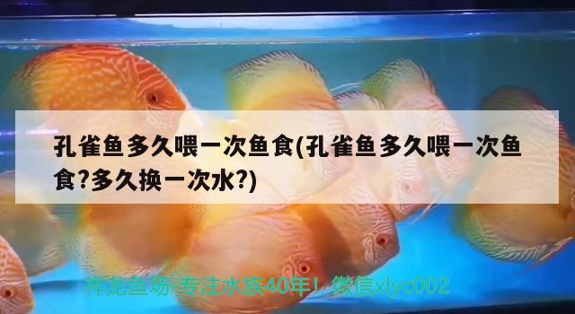 孔雀魚多久喂一次魚食(孔雀魚多久喂一次魚食?多久換一次水?) 觀賞魚