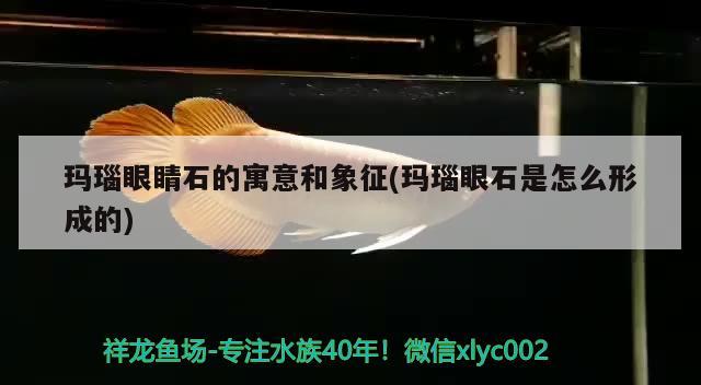 瑪瑙眼睛石的寓意和象征(瑪瑙眼石是怎么形成的) 觀賞魚