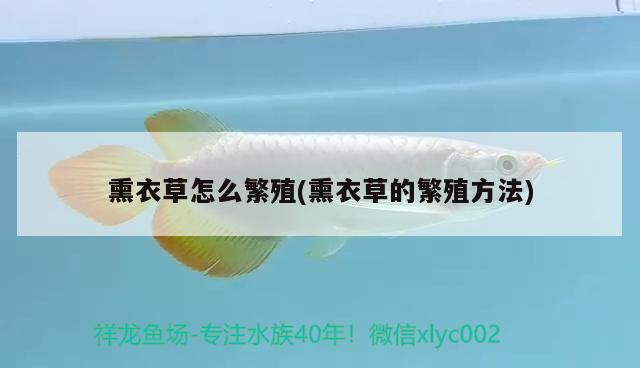 熏衣草怎么繁殖(熏衣草的繁殖方法) 觀賞魚(yú)