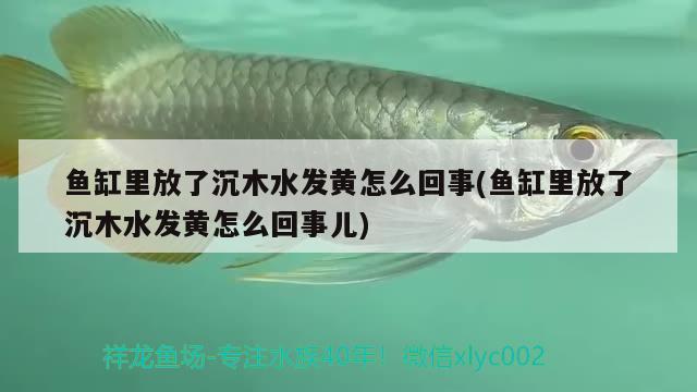 魚缸里放了沉木水發(fā)黃怎么回事(魚缸里放了沉木水發(fā)黃怎么回事兒) 魟魚百科