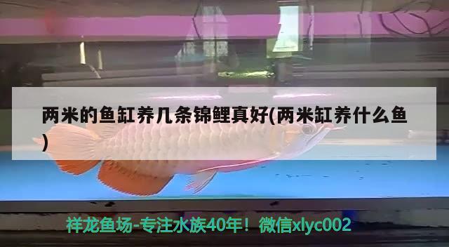 兩米的魚缸養(yǎng)幾條錦鯉真好(兩米缸養(yǎng)什么魚) 銀龍魚苗 第2張