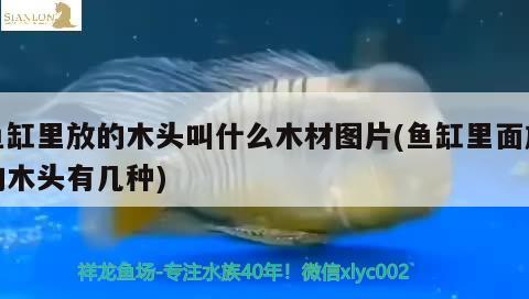 魚缸里放的木頭叫什么木材圖片(魚缸里面放的木頭有幾種)