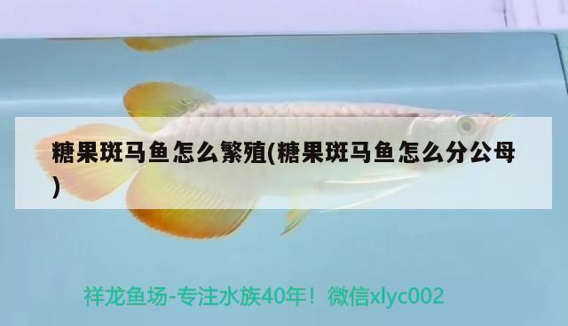 糖果斑馬魚怎么繁殖(糖果斑馬魚怎么分公母)