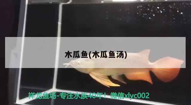 木瓜魚(木瓜魚湯) 觀賞魚