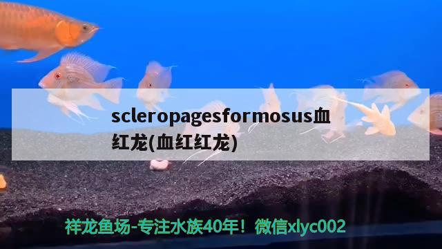 scleropagesformosus血紅龍(血紅紅龍)