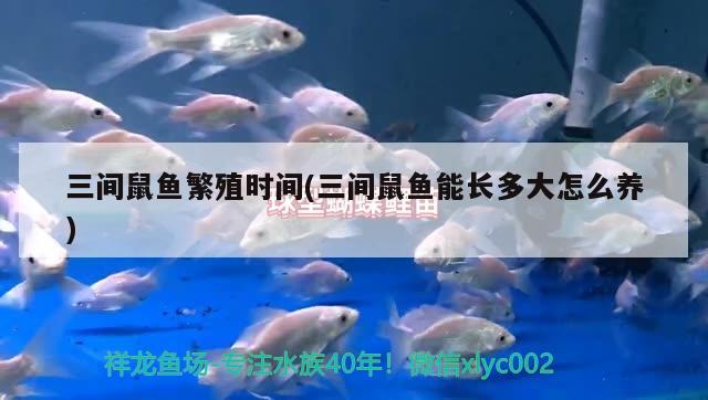 三間鼠魚繁殖時間(三間鼠魚能長多大怎么養(yǎng)) 三間鼠魚