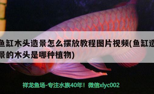 魚缸木頭造景怎么擺放教程圖片視頻(魚缸造景的木頭是哪種植物) 一眉道人魚苗