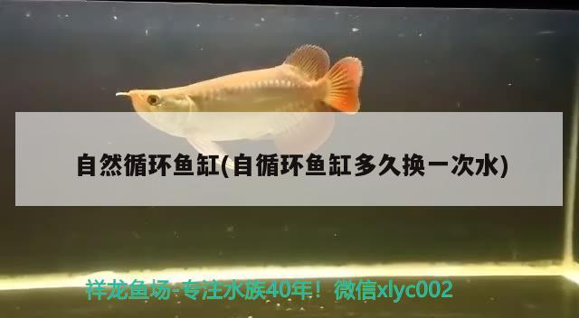 自然循環(huán)魚(yú)缸(自循環(huán)魚(yú)缸多久換一次水)