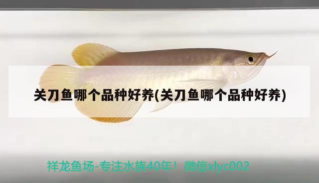 關刀魚哪個品種好養(yǎng)(關刀魚哪個品種好養(yǎng))