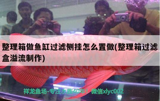 整理箱做魚缸過濾側掛怎么置做(整理箱過濾盒溢流制作) 女王大帆魚