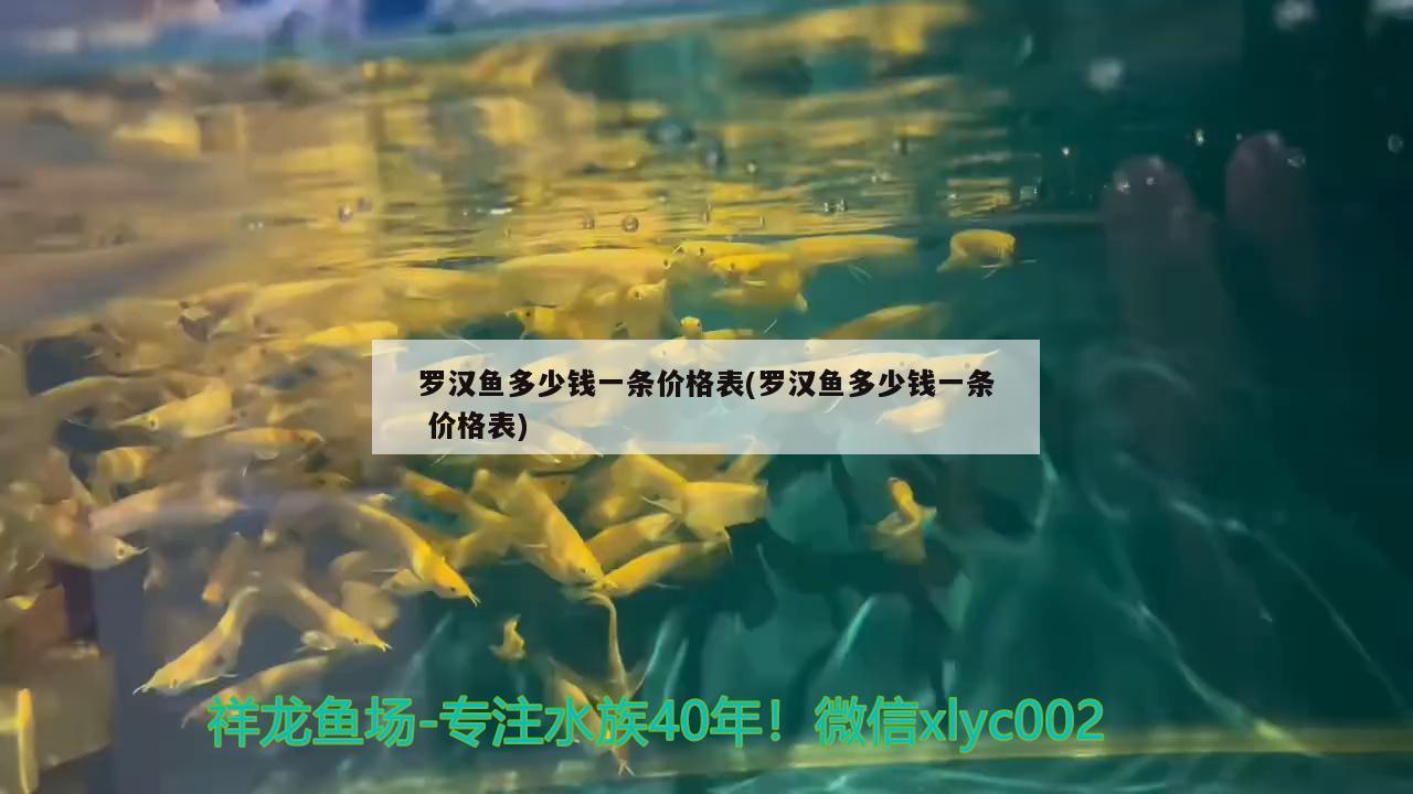 羅漢魚多少錢一條價(jià)格表(羅漢魚多少錢一條價(jià)格表) 羅漢魚