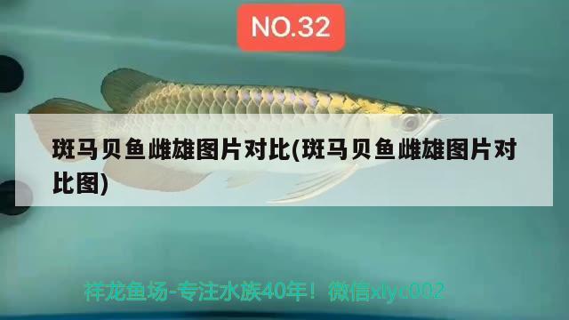 斑馬貝魚雌雄圖片對(duì)比(斑馬貝魚雌雄圖片對(duì)比圖) 觀賞魚