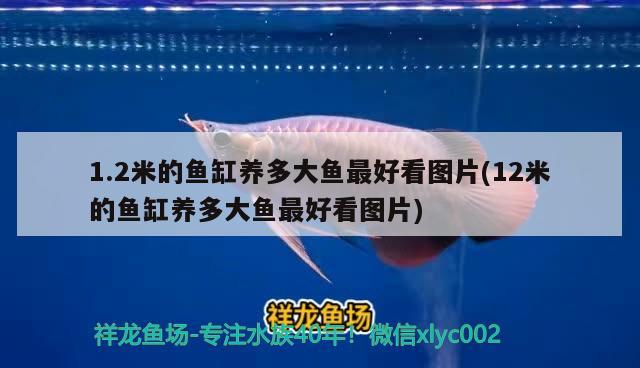 1.2米的魚缸養(yǎng)多大魚最好看圖片(12米的魚缸養(yǎng)多大魚最好看圖片)