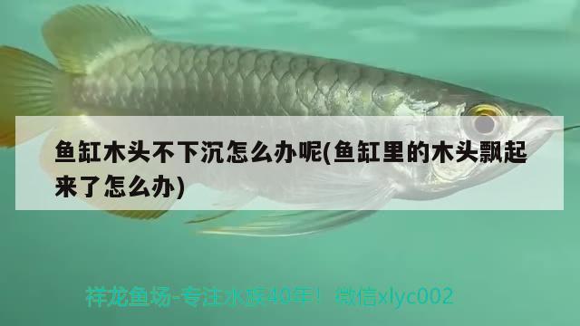 魚缸木頭不下沉怎么辦呢(魚缸里的木頭飄起來了怎么辦) 水族燈（魚缸燈）