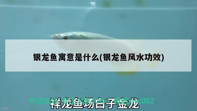 銀龍魚寓意是什么(銀龍魚風水功效) 魚缸風水